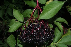 Elderberry